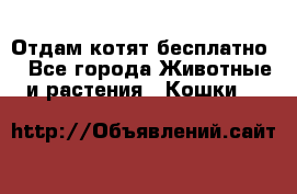 Отдам котят бесплатно  - Все города Животные и растения » Кошки   